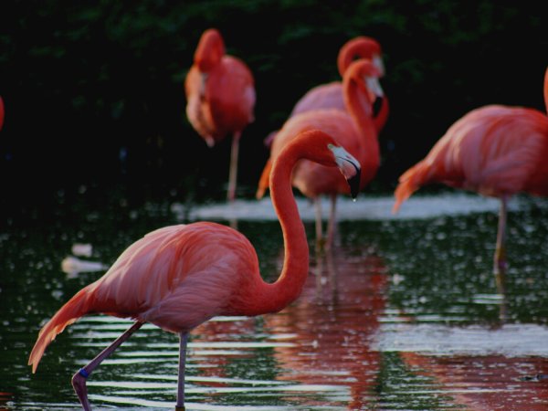 Ek Balam - Rio Lagartos