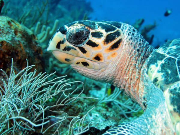 Snorkel tortugas Akumal (4)
