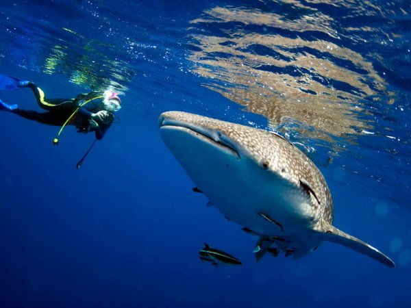 Tiburón Ballena (6)
