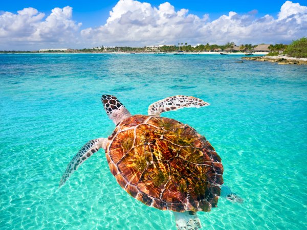 Tulum + Tortugas (Akumal) + Comida (2)