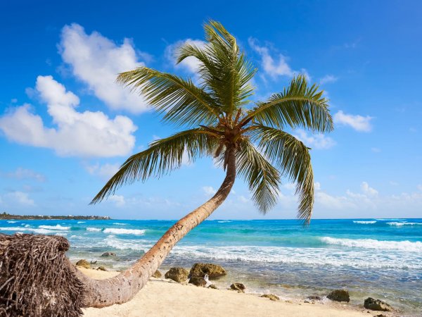 Tulum + Tortugas (Akumal) + Comida (4)